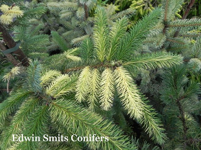 Picea sitchensis 'White Water'